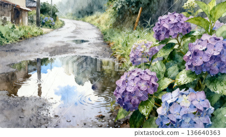 繡球花在路邊 136640363