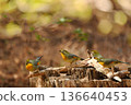 Red-crowned night herons gathering on a stump 136640453