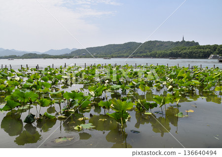 Water Lillies on West Lake in Hangzhou Water Lillies on West Lake in Hangzhou 136640494