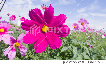 Cosmos flowers blooming under a blue sky Flower fields in Yomitan Village, Okinawa Prefecture Cosmos flowers blooming under a blue sky Flower fields in Yomitan Village, Okinawa Prefecture 136640512