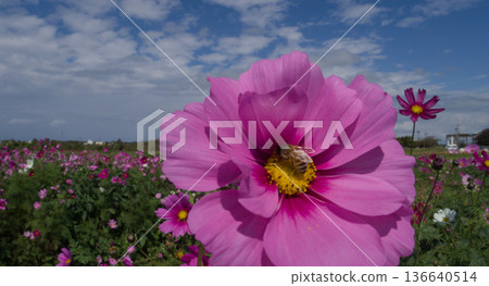 Cosmos flowers blooming under a blue sky Flower fields in Yomitan Village, Okinawa Prefecture Cosmos flowers blooming under a blue sky Flower fields in Yomitan Village, Okinawa Prefecture 136640514