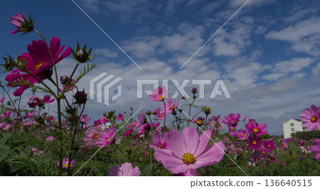 Cosmos flowers blooming under a blue sky Flower fields in Yomitan Village, Okinawa Prefecture Cosmos flowers blooming under a blue sky Flower fields in Yomitan Village, Okinawa Prefecture 136640515
