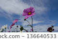 Cosmos flowers blooming under a blue sky Flower fields in Yomitan Village, Okinawa Prefecture 136640533