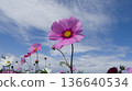 Cosmos flowers blooming under a blue sky Flower fields in Yomitan Village, Okinawa Prefecture 136640534