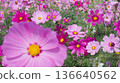 Cosmos flowers blooming under a blue sky Flower fields in Yomitan Village, Okinawa Prefecture 136640562