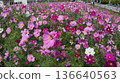 Cosmos flowers blooming under a blue sky Flower fields in Yomitan Village, Okinawa Prefecture 136640563