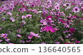 Cosmos flowers blooming under a blue sky Flower fields in Yomitan Village, Okinawa Prefecture 136640565