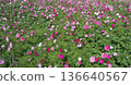 Cosmos flowers blooming under a blue sky Flower fields in Yomitan Village, Okinawa Prefecture 136640567