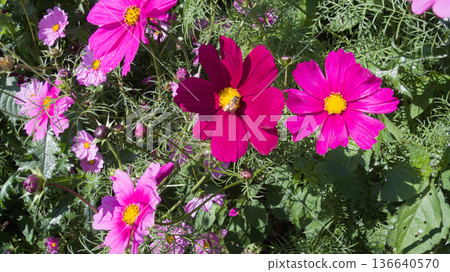 Cosmos flowers blooming under a blue sky Flower fields in Yomitan Village, Okinawa Prefecture 136640570