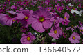 Cosmos flowers blooming under a blue sky Flower fields in Yomitan Village, Okinawa Prefecture 136640572