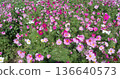 Cosmos flowers blooming under a blue sky Flower fields in Yomitan Village, Okinawa Prefecture 136640573