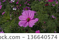 Cosmos flowers blooming under a blue sky Flower fields in Yomitan Village, Okinawa Prefecture 136640574