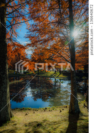 小野公園的秋天 小野公園的秋天 136640672