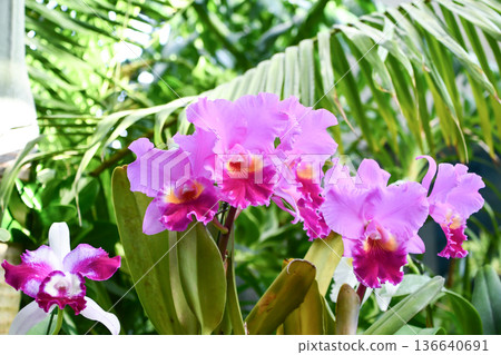 Cattleya Cattleya Cattleya Cattleya 136640691