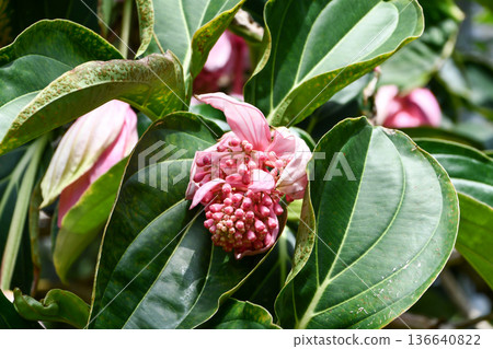 Medinilla magnifica Showy Medinilla 136640822