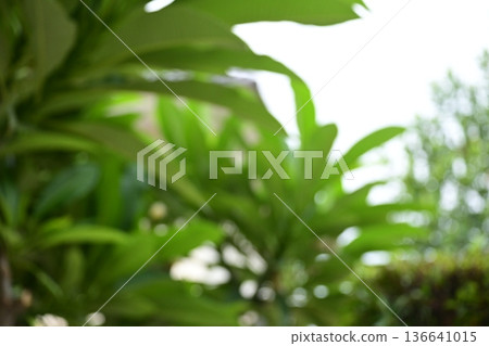 defocused beautiful green leaf texture in springtime, abstract blur natural background 136641015