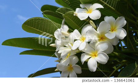 beautiful white frangipani flower blooming in springtime, natural background beautiful white frangipani flower blooming in springtime, natural background 136641061