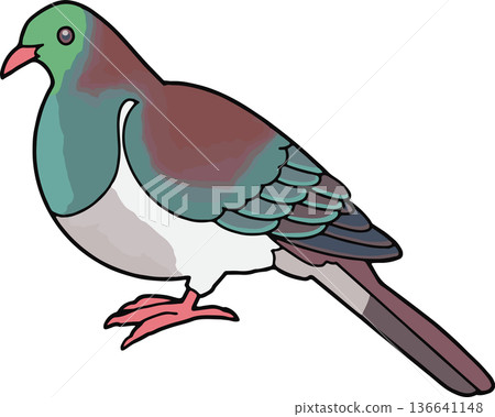 紐西蘭鴿子(kereru)插圖(風景,透明背景) 紐西蘭鴿子(kereru)插圖(風景,透明背景) 136641148