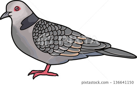 Illustration of a black-necked turtle dove (landscape, transparent background) 136641150
