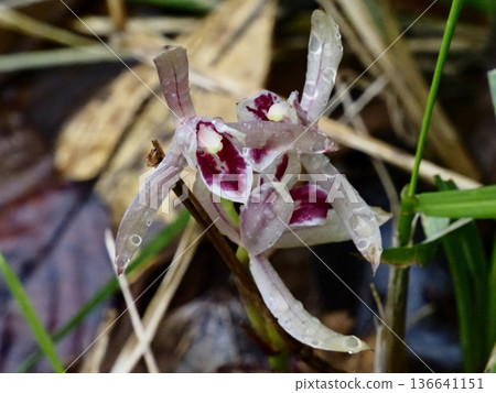 Mayan orchids wet with autumn rain 136641151
