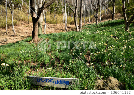 Kashihara Daffodil Country (Andocho, Kashiwara City, Osaka Prefecture) 136641152