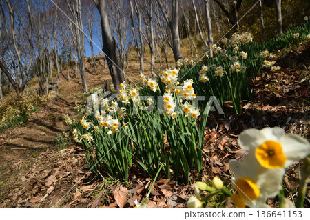 Kashihara Daffodil Country (Andocho, Kashiwara City, Osaka Prefecture) 136641153