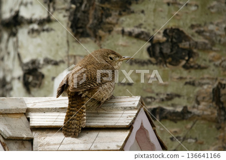 Male House wren perched on a birdhouse in shade of a poplar. Male House wren perched on a birdhouse in shade of a poplar. 136641166
