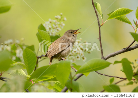 Male House wren on the blooming Choke-cherry tree in spring. 136641168