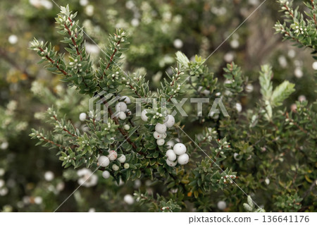Hawaiian heather with green needles and white berries. 136641176
