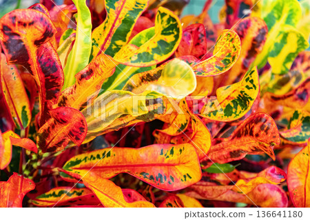 Vivid orange and red leaves of variegated croton in the garden. 136641180