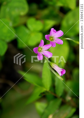 Pink woodsorrel flowers with green foliage in tropical garden. 136641181