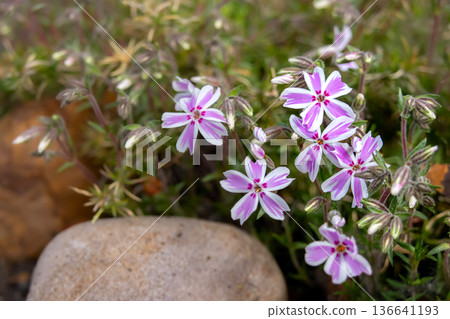 Pink moss phlox blooming around garden rocks. Pink moss phlox blooming around garden rocks. 136641193