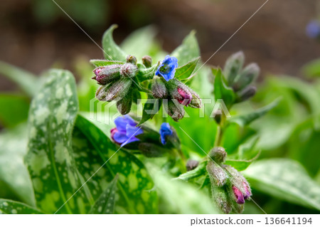 Pink and blue pulmonaria flowers in garden foliage 136641194