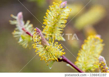 Blooming willow bud macro symbolizing early spring. 136641197
