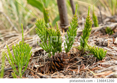 Young Equisetum Arvense Shoots on Forest Floor Young Equisetum Arvense Shoots on Forest Floor 136641200
