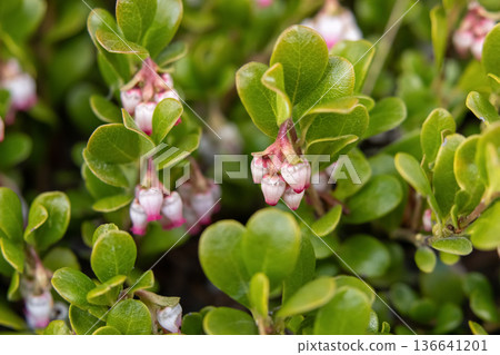 Tiny Pink Bearberry Bloom in Closeup Foliage 136641201