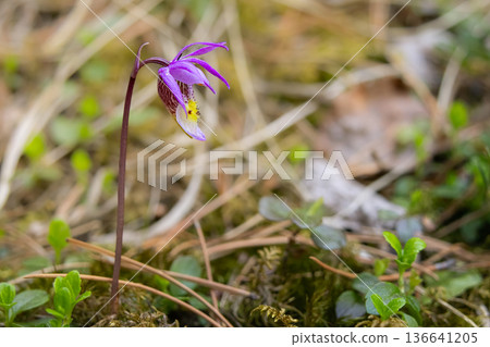 Calypso Bulbosa Flowers on Shaded Forest Floor Calypso Bulbosa Flowers on Shaded Forest Floor 136641205