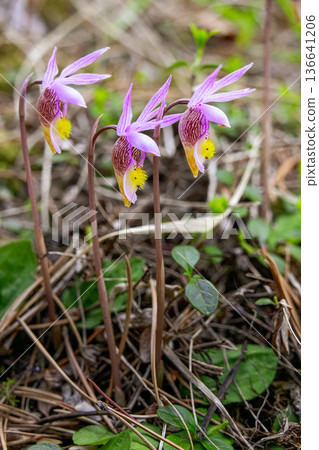 Calypso Bulbosa Flowers on Shaded Forest Floor Calypso Bulbosa Flowers on Shaded Forest Floor 136641206