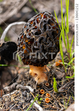 Single Morel Mushroom After Wildfire on Forest Floor Single Morel Mushroom After Wildfire on Forest Floor 136641212