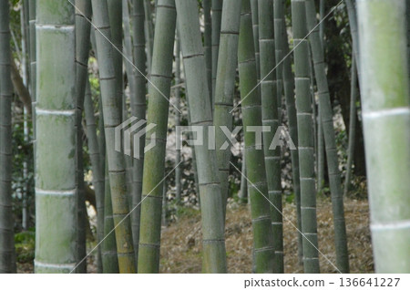 仙岩園的「港南竹林」（鹿兒島縣鹿兒島市） 136641227