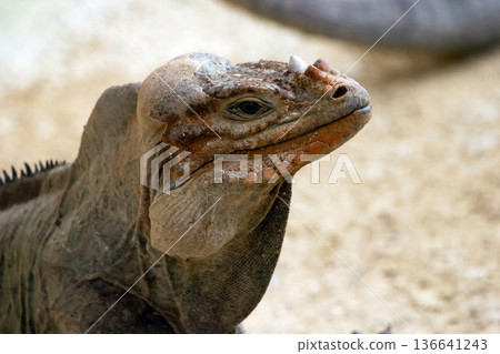 Portrait of Rhinoceros iguana with bright skin and horn on head. 136641243