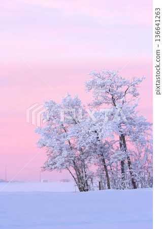 Rural morning in pink sunrise light in the field with trees. Rural morning in pink sunrise light in the field with trees. 136641263