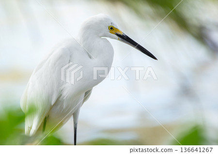 Snowy egret is standing at the tropical beach among green foliage. Snowy egret is standing at the tropical beach among green foliage. 136641267