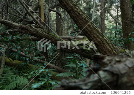 Fallen trees and devastated satoyama Fallen trees and devastated satoyama 136641295