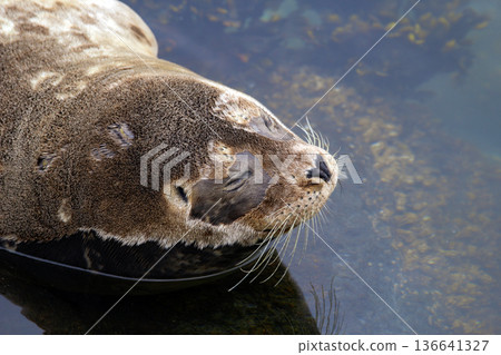 Fluffy brown baby seal is laying on the rock in the sea. Fluffy brown baby seal is laying on the rock in the sea. 136641327