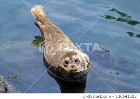 Fluffy brown baby seal is laying on the rock in the sea. Fluffy brown baby seal is laying on the rock in the sea. 136641328