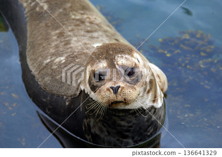 Fluffy brown baby seal is laying on the rock in the sea. 136641329