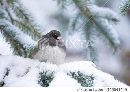 Dark-eyed junco sits on the snowy spruce tree. Dark-eyed junco sits on the snowy spruce tree. 136641349