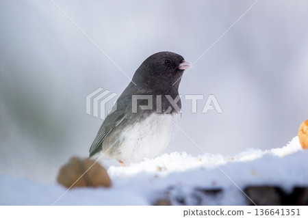 Little Junco is eating seeds on the snowy stump in the woods. 136641351