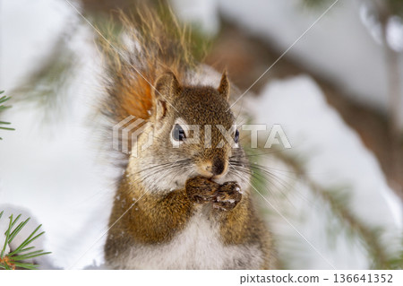Red squirrel eats on the spruce tree in winter woodland. 136641352